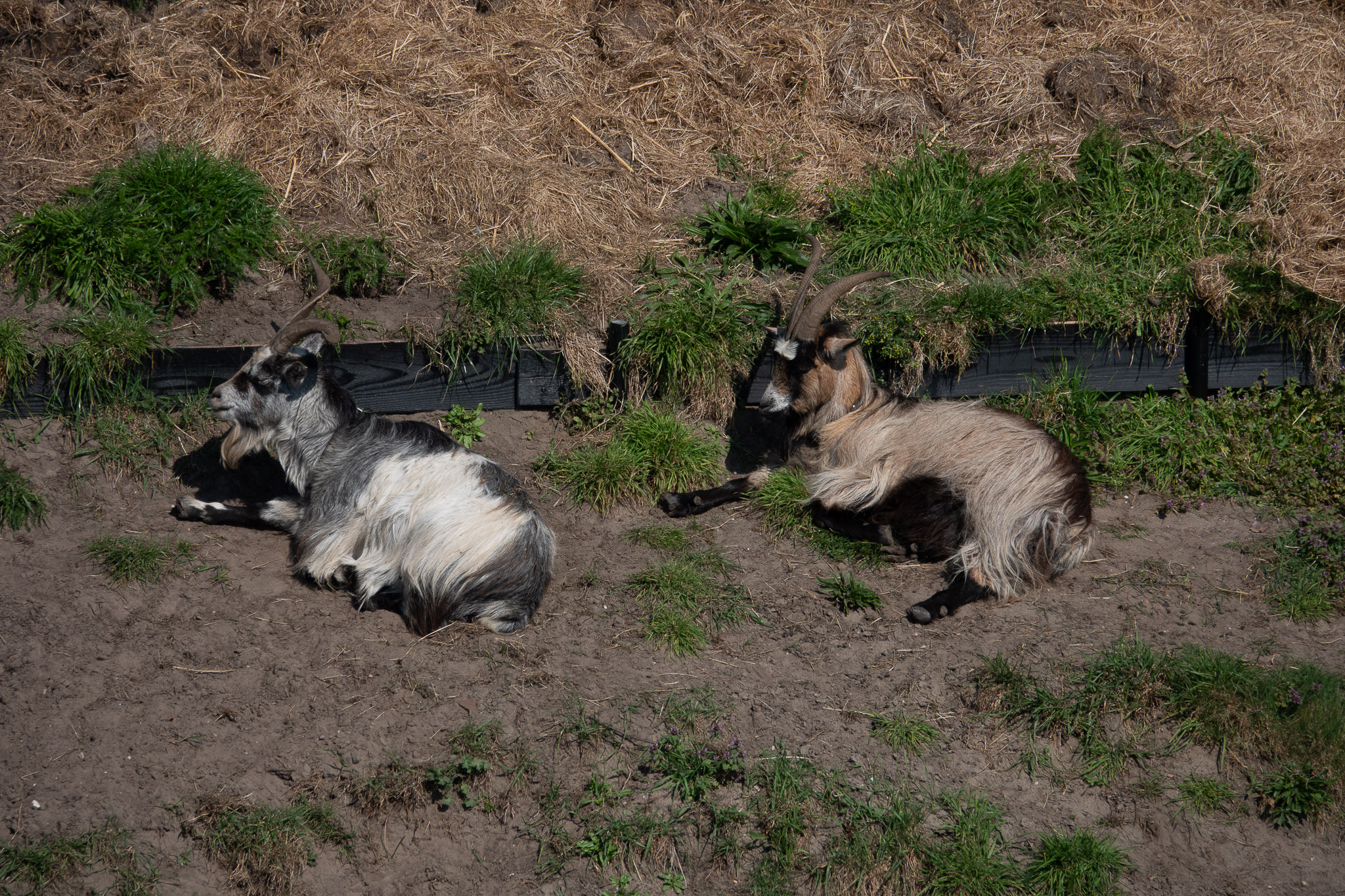 20260321   Fototrip Maart   Naarden vesting   041